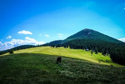 Гора хомяк в Карпатах - новое изображение для скачивания