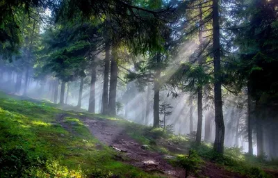 Подарите своим глазам уникальные виды Горы Хомяк в Карпатах (фото)