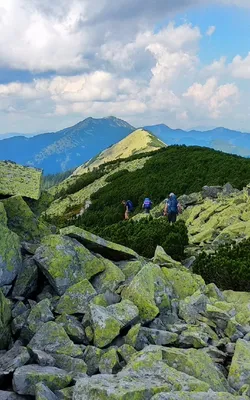 Картинка горы хомяк в Карпатах