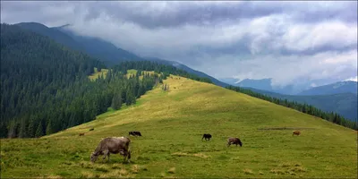 Изображение горы хомяк в Карпатах: HD фотографии на весь экран