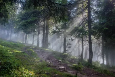 Очаровательное путешествие по Горе хомяк на фото