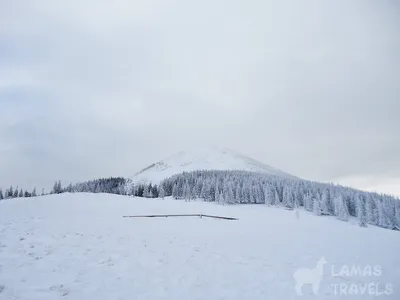 Захватывающие кадры Горы хомяк на фотографии