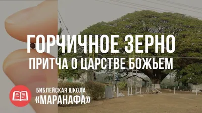 Великолепие природы: фото горчичного дерева