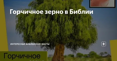 Природное произведение искусства: фото горчичного дерева