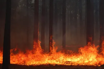 Фото Горящего леса: Лучший выбор фонов и обоев