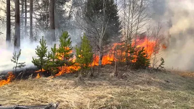 Поднимающийся дым и пламя: великолепные фотографии горящего леса