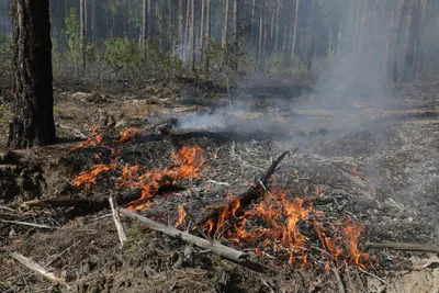 Огненные краски природы: великолепные снимки горящего леса