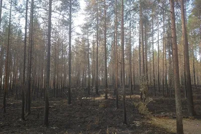 Фотк пылающего леса в хорошем качестве: неизбежность природы