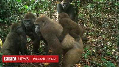 Сказочные горы и их обитатели: увлекательные фотографии горилл