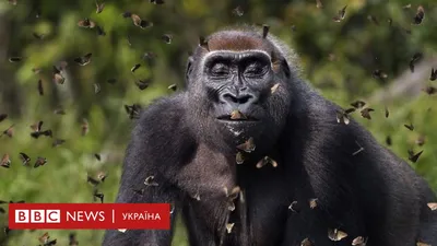 Стражи природы: потрясающие фотографии горилл, защищающих свои территории