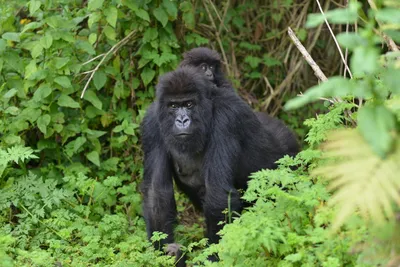 GIF рисунки горилл: живая динамика дикой природы