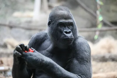 Обои с гориллами: захватывающие снимки на вашем маке