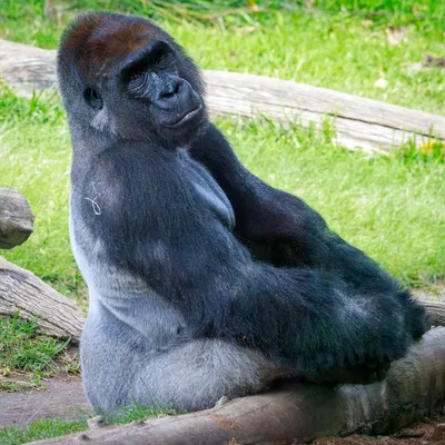 Фото на андроид: бесплатные изображения горилл в Full HD