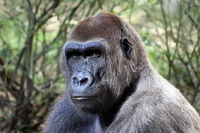 Загадочные моменты: Черно-белая фотография гориллы в дикой природе