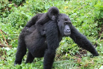 Таинственная красота: Фотография гориллы с утраченным выражением