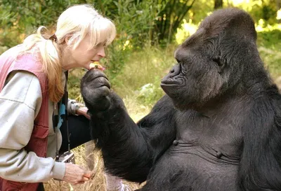 Игры в детстве: Маленькая горилла на фотографии