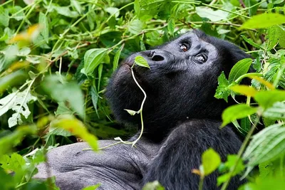 Интригующая аура: Фотопортрет гориллы в туманном лесу