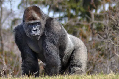 Мудрость джунглей: Взгляд гориллы, полный мудрости