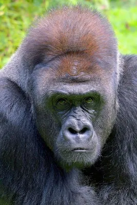 4K рисунок гориллы: лучшие фотографии 2024 года.