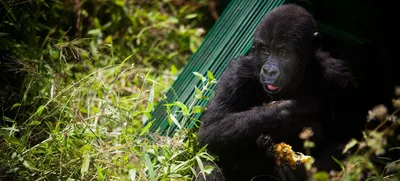 Фотография гориллы: потрясающий момент в природе.