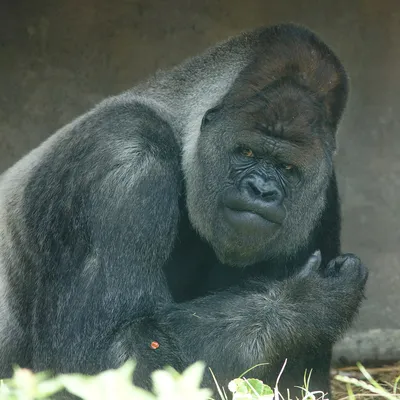 JPG фотка гориллы в природной среде обитания.