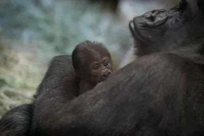 Рисунок гориллы: Искусство природы в вашем телефоне