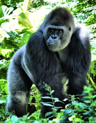 4K изображения горилл: Подробности, не упущенные глазом