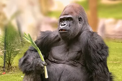 Арт гориллы: Искусство природы в каждом пикселе
