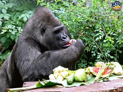 Фотографии горилл в 2024 году: Завораживающий взгляд в будущее