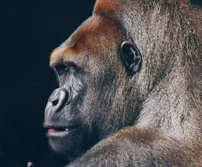 Секреты горилл: захватывающие моменты их ежедневной жизни