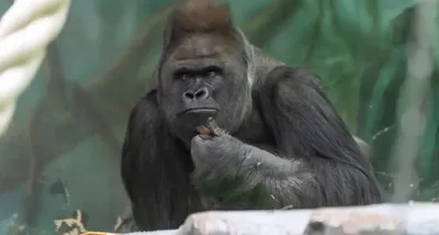 Природная красота: гориллы с яйцами на лучших снимках