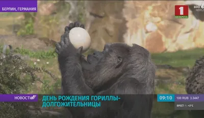 Эксклюзивные кадры: гориллы с яйцами в своем естественном окружении
