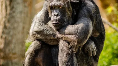 Скрытая жизнь горилл: впечатляющие кадры из дикой природы