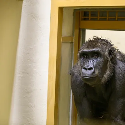 Яйца и обезьяны: захватывающий взгляд на горилл в природе