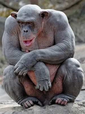 Арт-изображения горилл в Full HD: Погрузитесь в мир природы