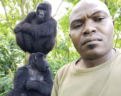 Уникальные снимки обезьян: HD фото горилл для вас