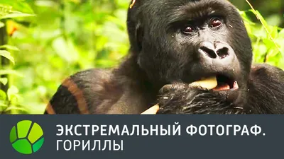 Скачайте фото горилл в хорошем качестве: Без регистрации