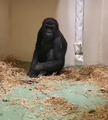Атмосфера природы в gif: Забавные моменты горилл