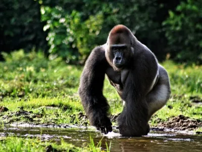 Исключительные снимки горилл: Фотографии высокого качества