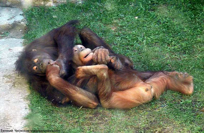 Фото на андроид: гориллы позируют со своими яйцами.