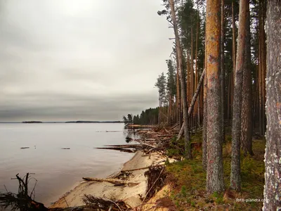 Удивительная природа Горьковского моря собрана на фото