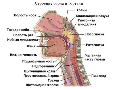 Человеческое Горло: Фото и Изображения в Различных Форматах