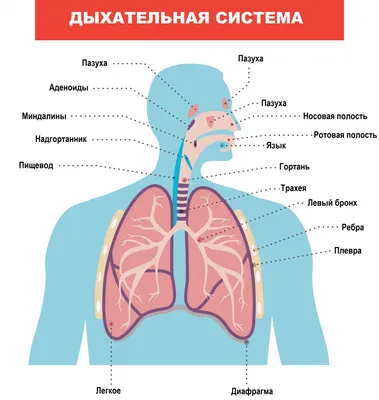Изображения Горла: Персонализированный Выбор Размера и Формата (PNG, WebP, JPG)