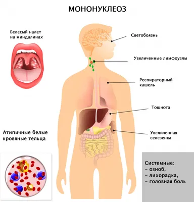Изображения Человеческого Горла: Скачивание JPG, PNG, WebP