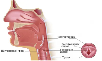 Изображение горла: форматы JPG, PNG, WebP