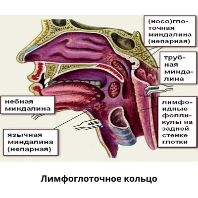 Изображение горла человека: лучшие фотографии (PNG)