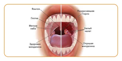 Человеческое горло: качественные фотографии