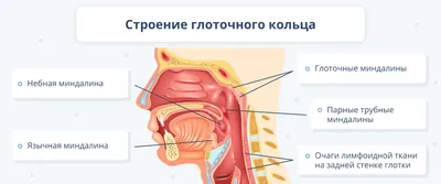 Разнообразие размеров: выберите идеальный для вас