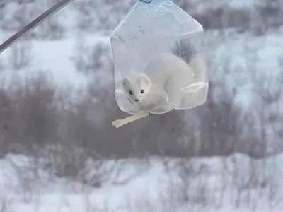 Фото зимнего пейзажа с горным ежом