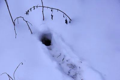 Фотография горностая в снежных горах